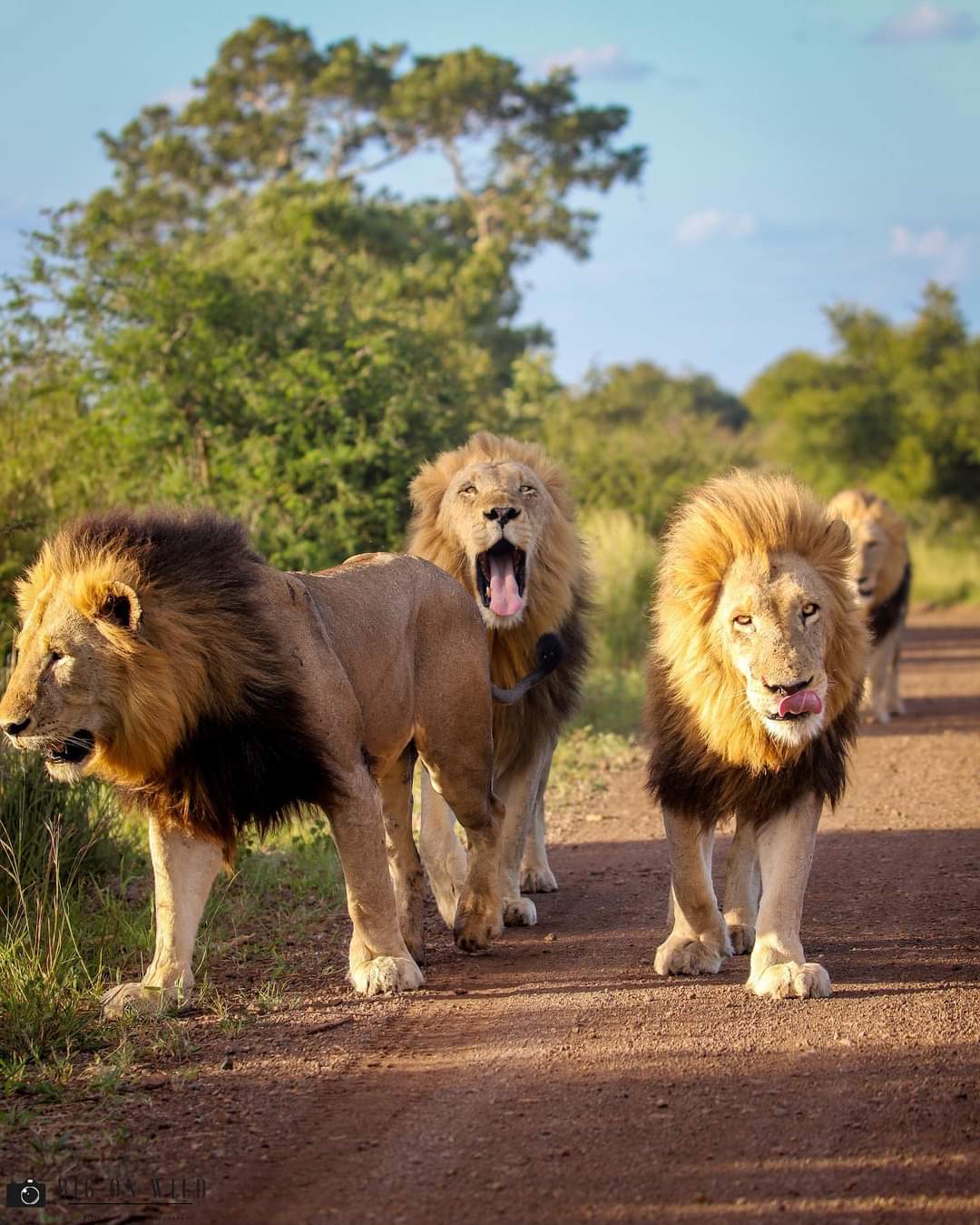 Shrinking lion numbers in Africa: 40% geographic populations have 50 or fewer big cats