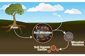 Our future climate depends partly on soil microbes—but how are they affected by climate change?