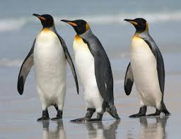 African penguins 