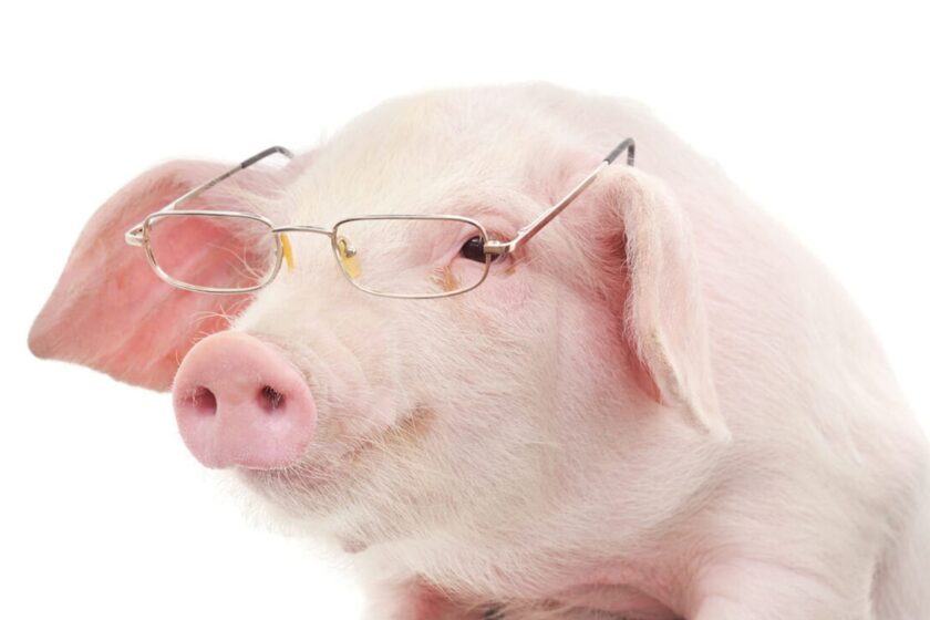 The genetic modifications of animal and plant species are an opportunity to be seized