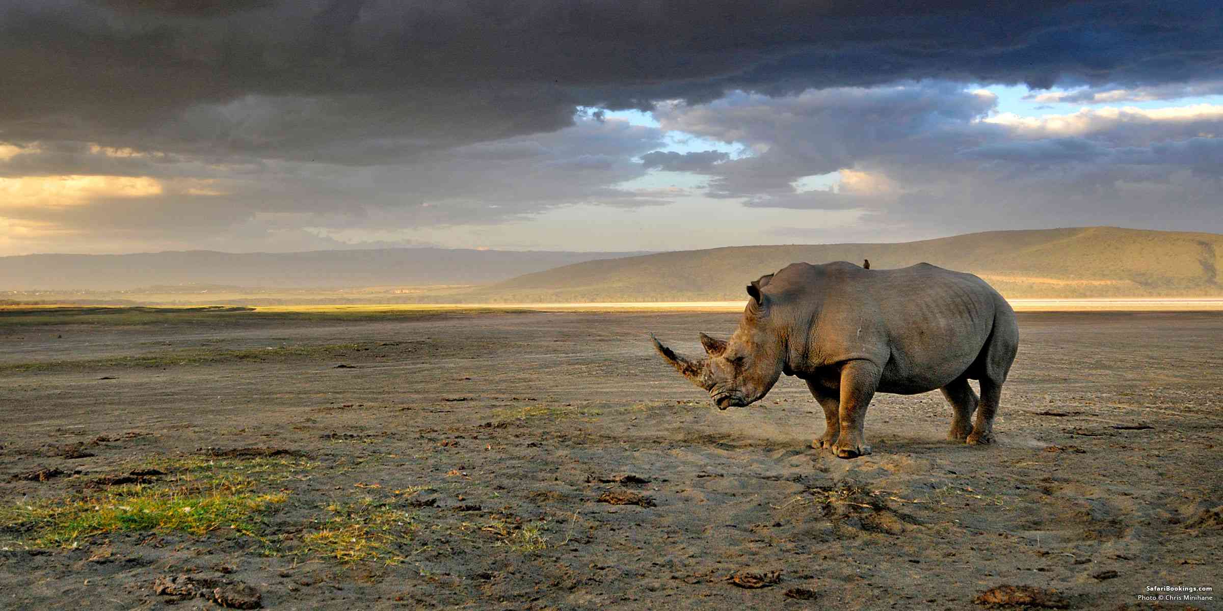 African Parks to rewild 2,000 rhinos from controversial breeding program