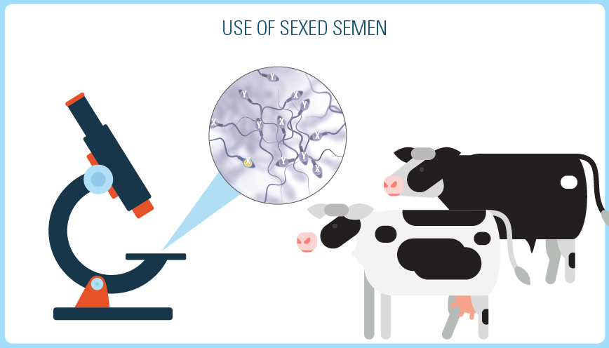 What is sexed semen and how does the technology work?