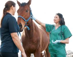 Shortage of qualified veterinarians in South Africa leads to potential challenges in the agricultural sector