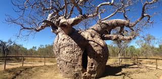 Baobab trees all come from Madagascar – new study reveals that their seeds and seedlings floated to mainland Africa and all the way to Australia