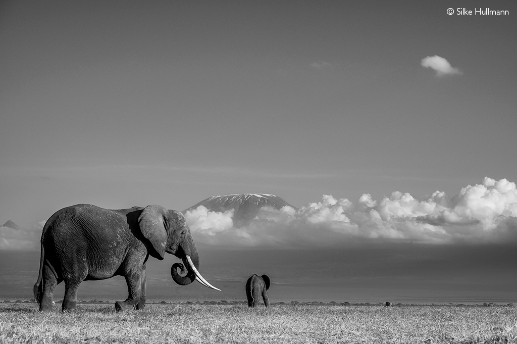 Amboseli super tuskers down to 10 as trophy hunters operate in stealth mode