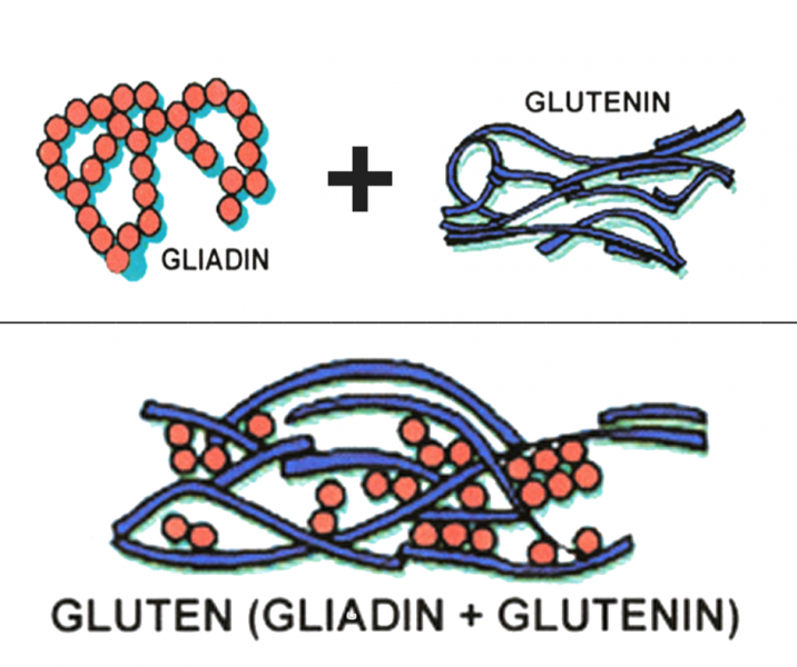 Scientists announce breakthrough discovery of safer gluten protein