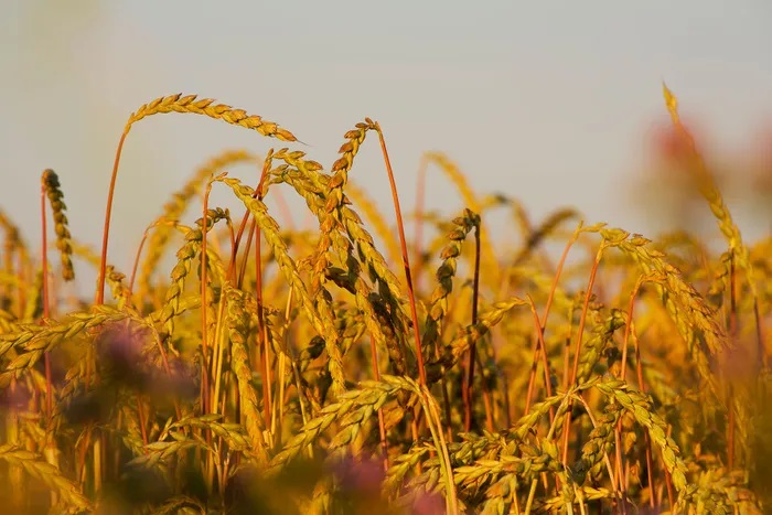 The rise of ancient grains in 2024