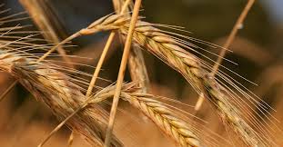 Rye returns: Sustainable and efficient feed for modern farming
