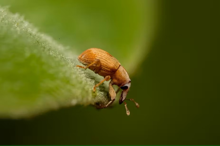 Tiny weevils are waging war on the invasive water lettuce plant choking South Africa’s Vaal River