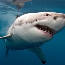 Great white sharks off South Africa’s coast are protected by law, but not in practice. Why this needs to change