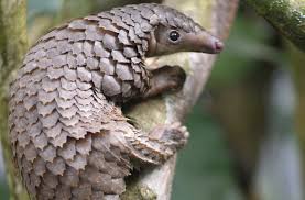 First fossil pangolin tracks discovered in South Africa