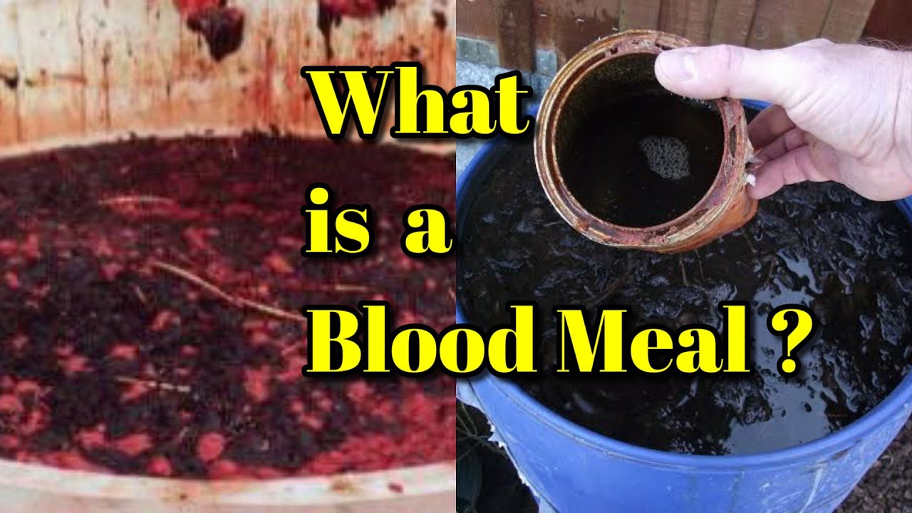Mutton Blood Spring Blood Ranch - Livestock