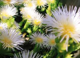 South African hunters chewed the kanna plant for endurance: new study tests its effects on mouse brain chemistry