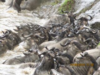 Migratory animals are vital to Africa’s ecological balance.