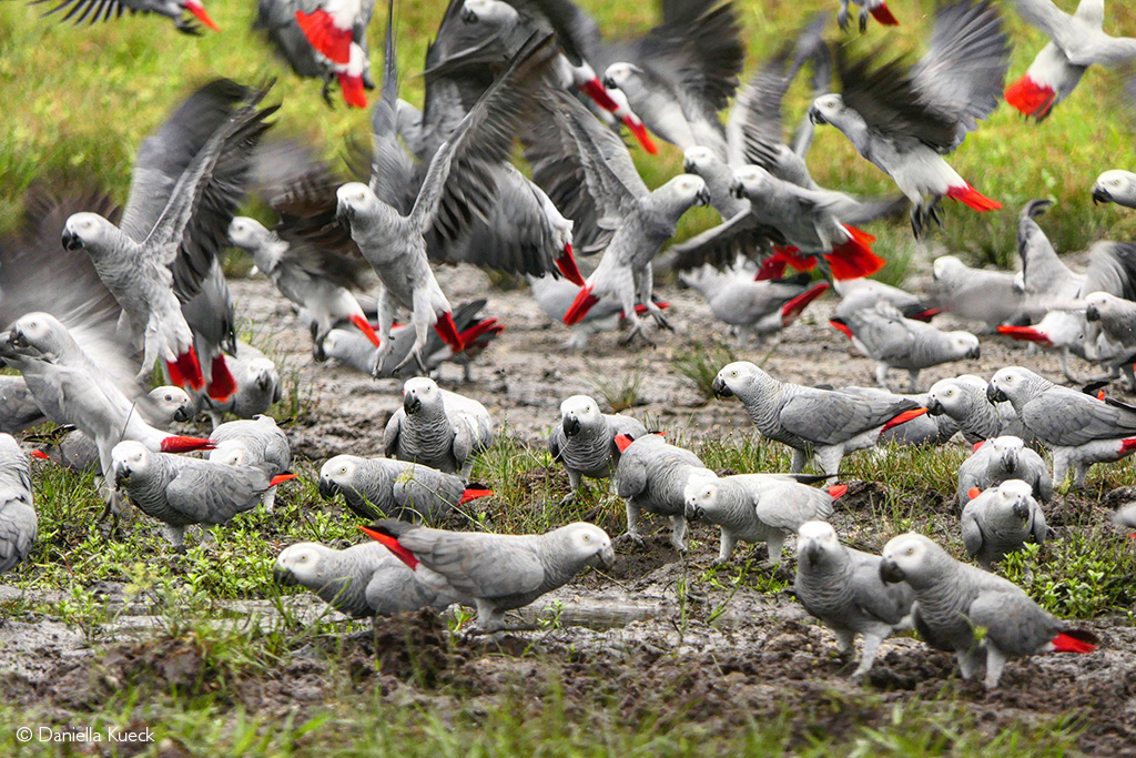 Why captive breeding won’t save wild parrots -
