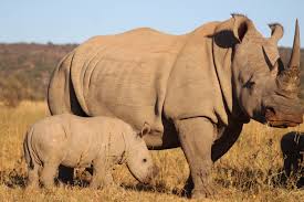 How Hluhluwe–iMfolozi, South Africa’s Oldest Reserve, Saved The White Rhino