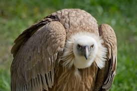 Tagging vultures can reveal carcass poisoning and prevent mass mortalities in endangered vulture species