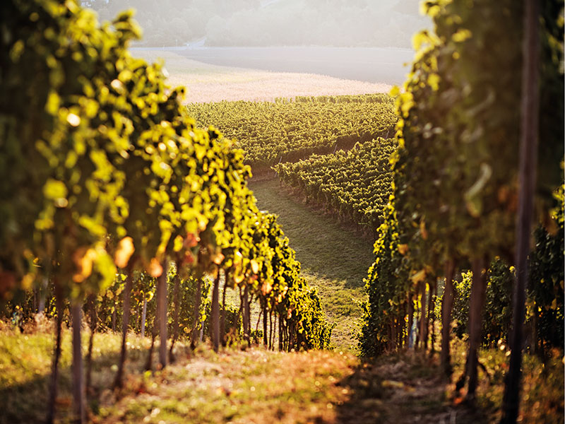 Where are Europe’s top wine destinations?