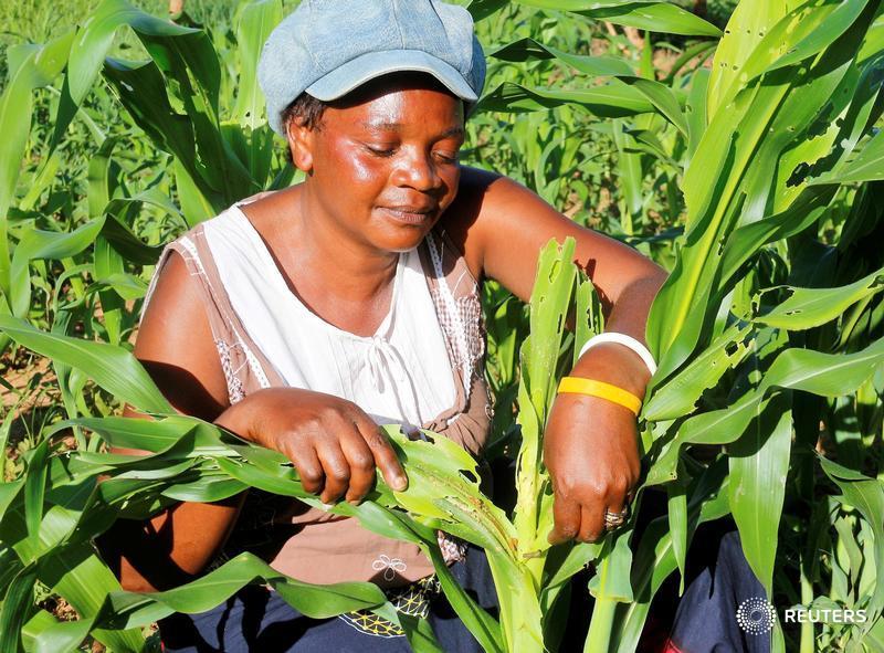 Can a newly discovered soil fungus stop the devastating African armyworm when chemicals have failed?