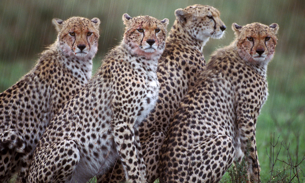 Africa’s wildlife laws follow a colonial model which separates people and animals: why it’s not working