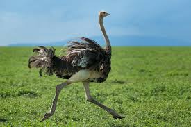 South African ostriches plucked alive for luxury fashion: report