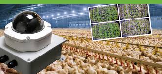 Immune 'reprogramming' could protect poultry from deadly diseases without antibiotics