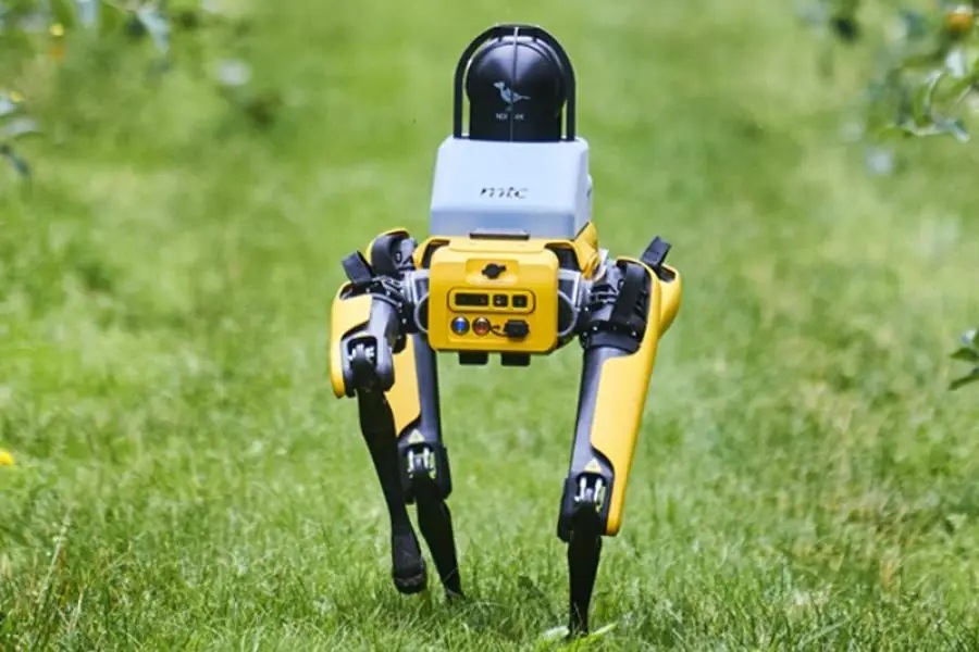 Arable farms switch to robotic dogs to guard valuable corn crops