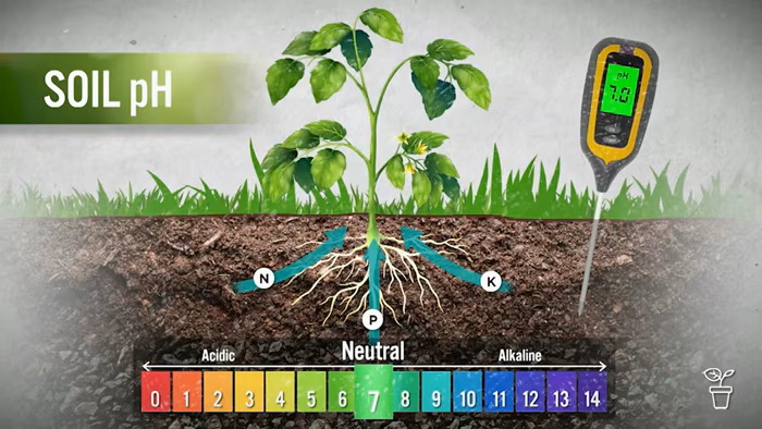 Micronised Lime for Open-Field Farming