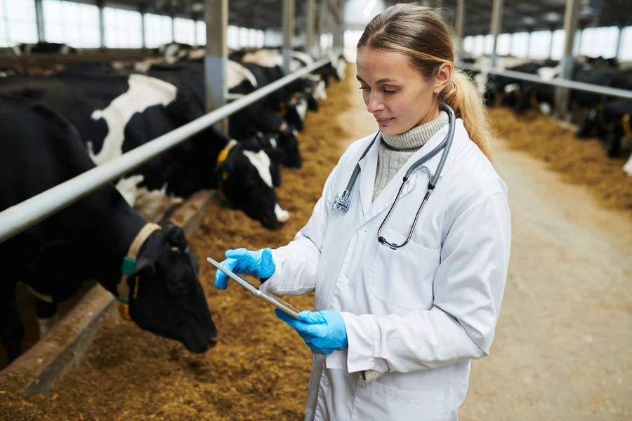 MANY DAIRY FARMS ARE NOW VACCINATED ISLANDS- South Africa 