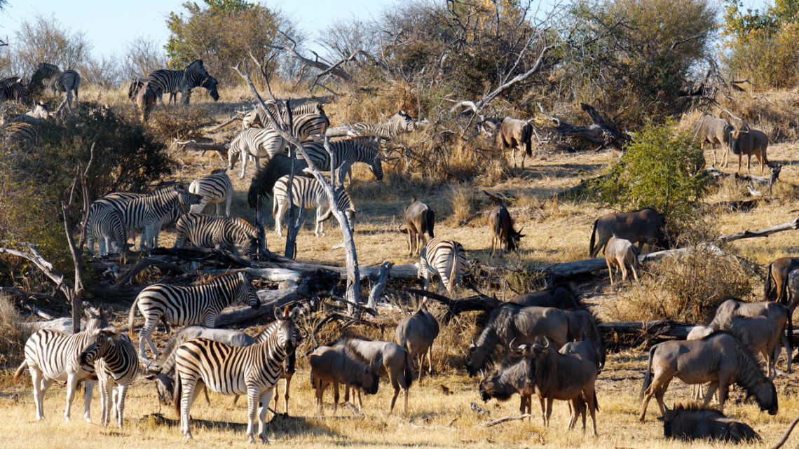 Wildlife populations have declined 73% since 1970 – but many of the world’s animals still aren’t being counted