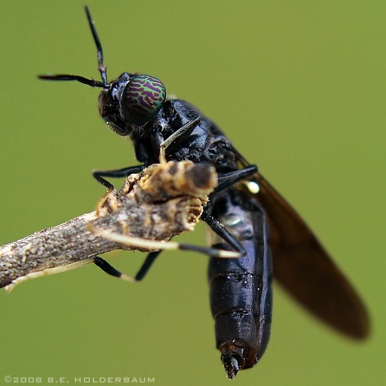 Black soldier flies farming can save 60% animal feeds