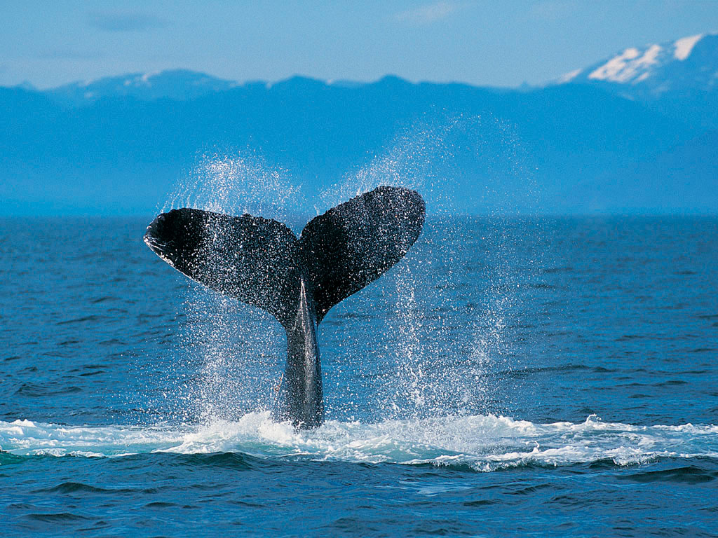 Climate change threatens one of world’s biggest fish harvests