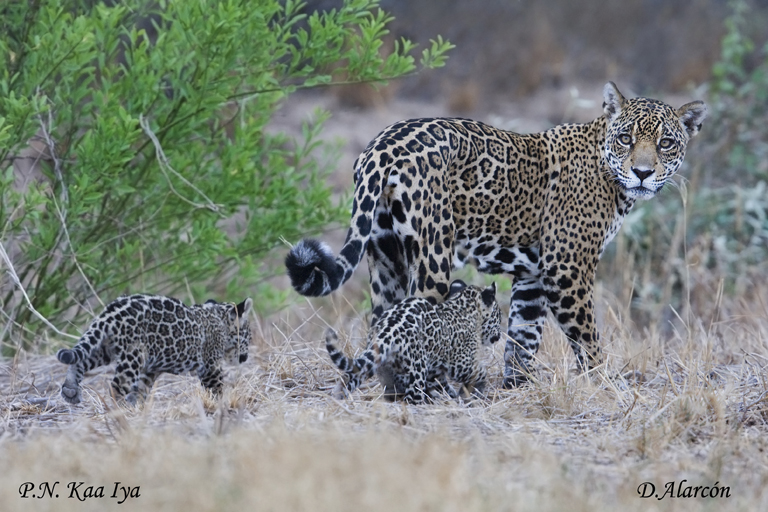 Hunting, agriculture driving rapid decline of jaguars in South America’s Gran Chaco