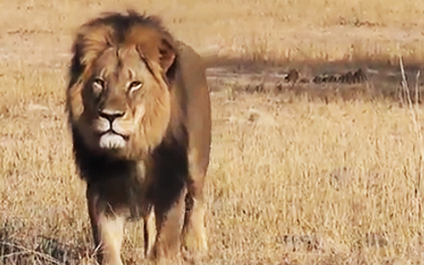 Are fenced lions happy?