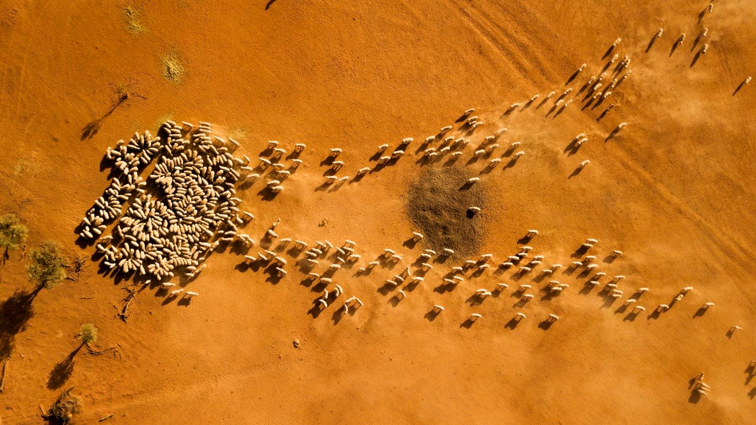 The scientific breakthrough that could turn Australia's arid land into green pasture