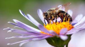 Safeguarding the genetic diversity of the honey bee