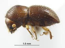 Tiny invasive beetle threatens millions of trees in South Africa