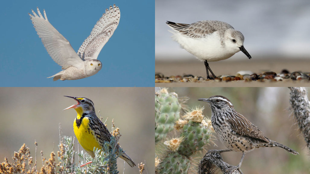 Birds are declining faster and faster in 3 US hotspots, new study finds