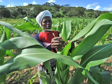 Agriculture Is A Polarising Subject In South Africa -- We Need More Women