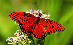 Butterfly farming in Kenya- Africa 