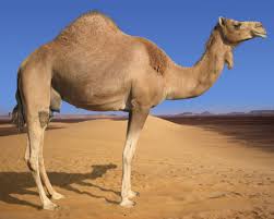 World’s Biggest Camel Producer Targets Middle East, Asia Exports