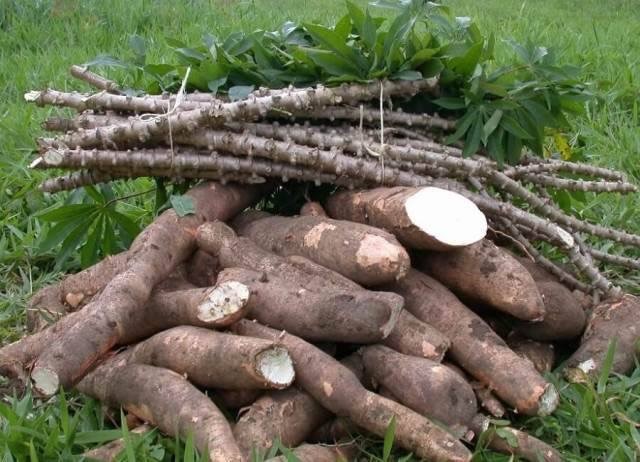 Cassava exploitation can accelerate Africa’s economic transformation