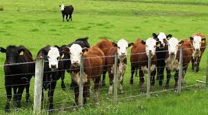 Large cattle herd doesn’t translate to more milk or beef