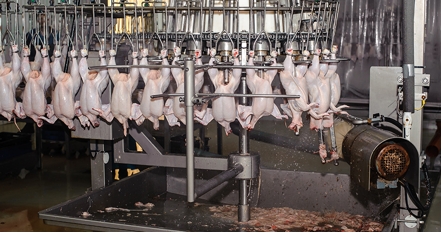 South Africa’s chicken meat production to increase in 2023