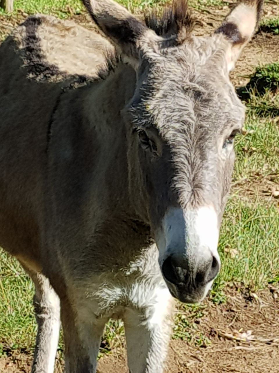 Chinese Demand for Donkey Skins Depletes Valuable African Animal