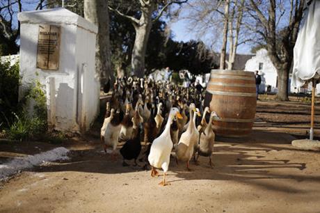 How farmers can use ducks to control pests- 