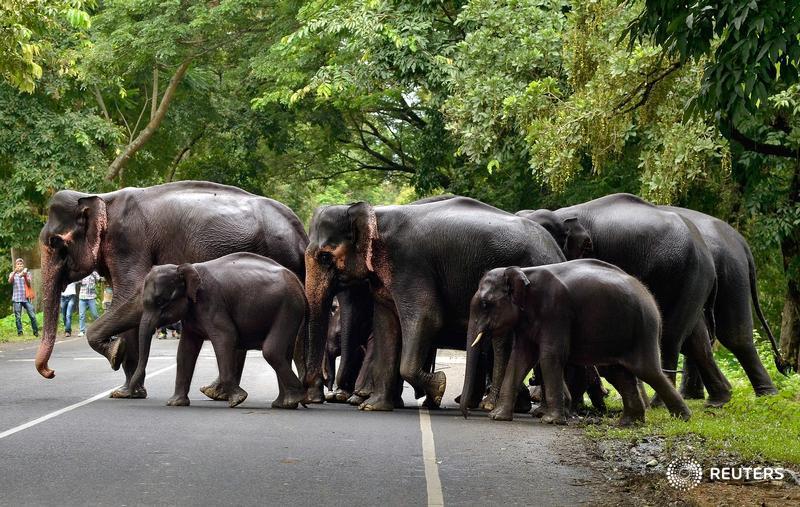 Mali’s elephants show how people and nature can share space in a complex world