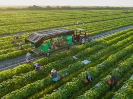 Young South Africans want to farm. But the system isn't ready for them