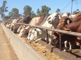 Cargill Develops Industry-First Robotic Cattle Driver- USA