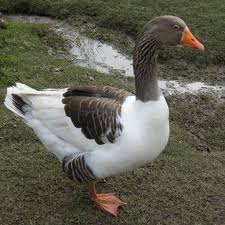 Global Duck And Goose Meat Market to Keep Growing, Driven by Strong Demand in Asia